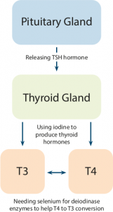 Thyroid hormone production