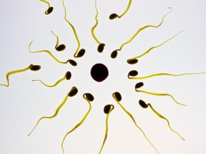 Sperm and egg