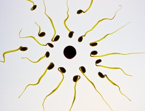 Coenzyme Q10 and Male Infertility